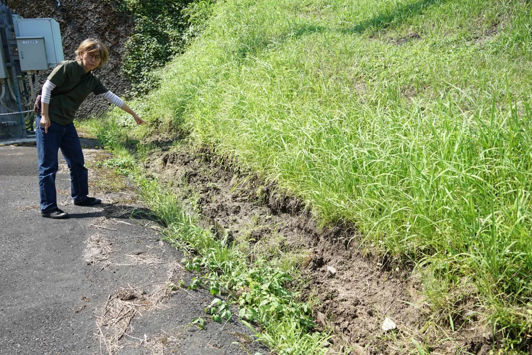 飯石地区でイノシシが掘り返した跡の写真