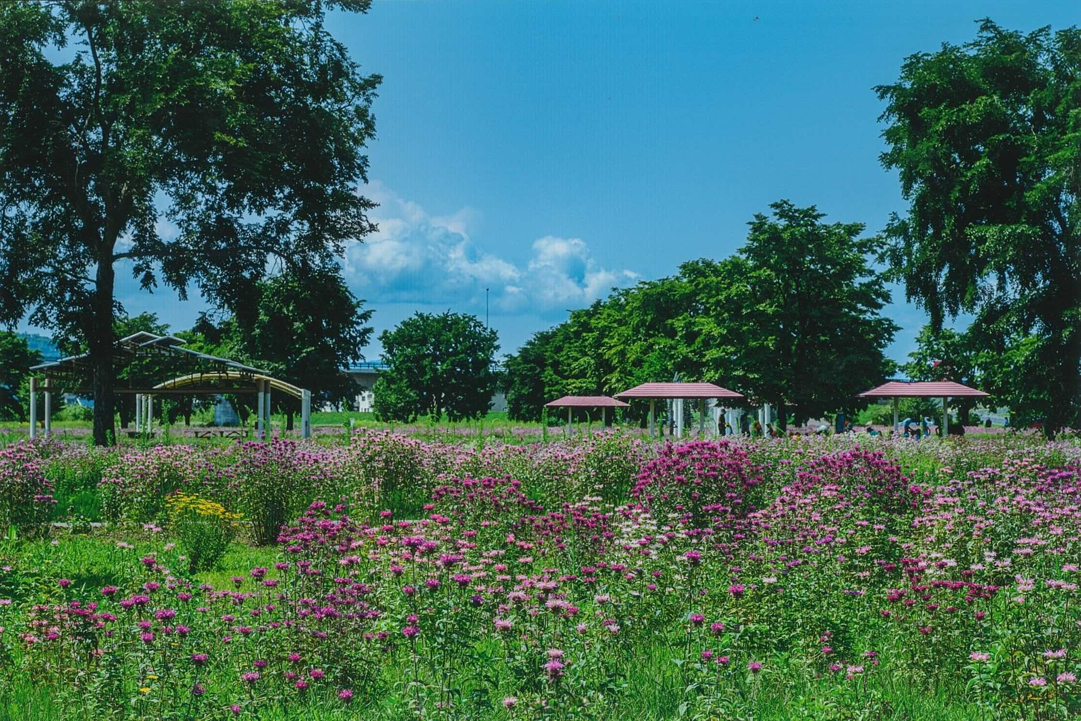 花が咲き誇るかおりゃんせん公園の写真