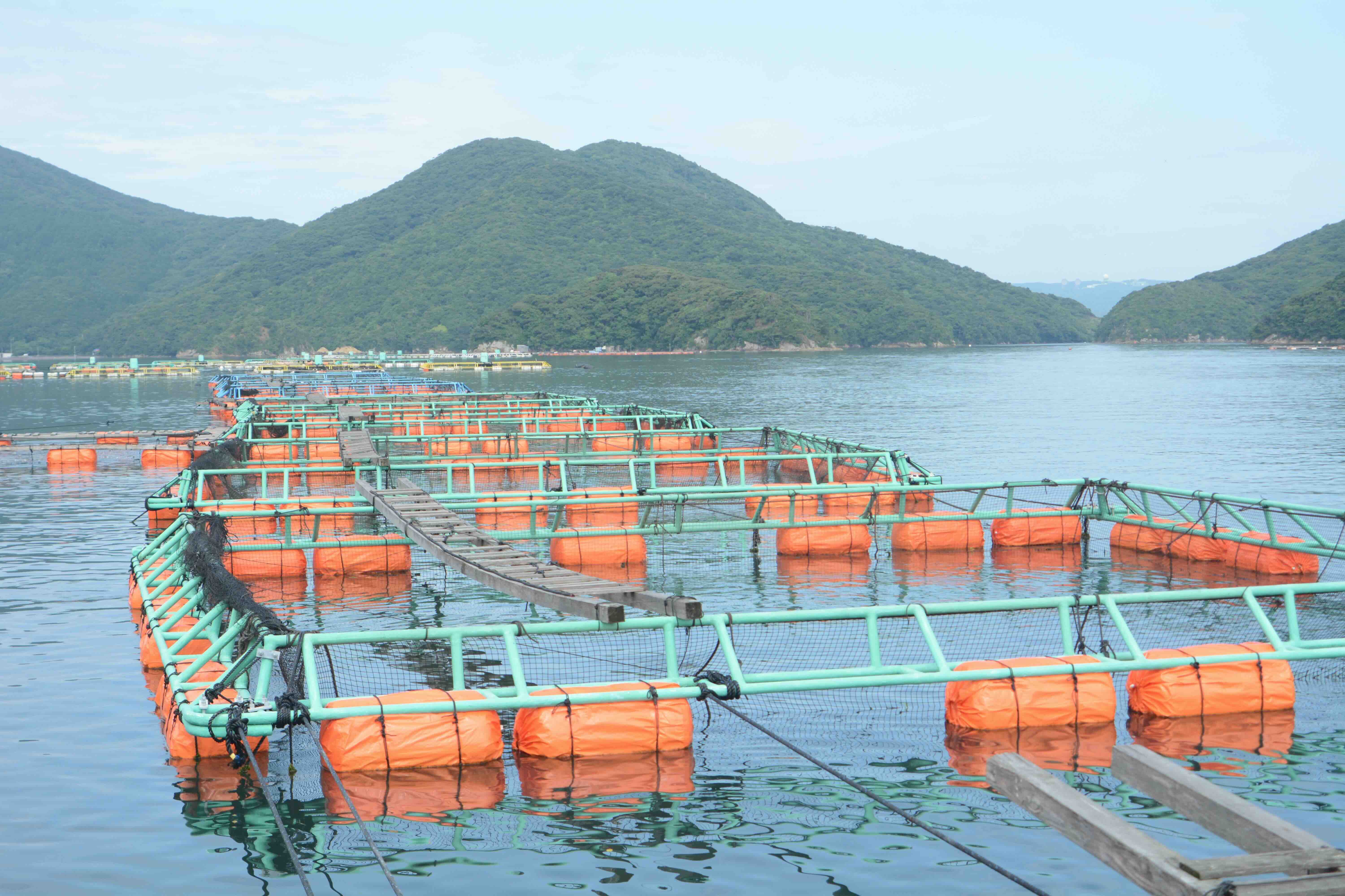海の見える化」で漁業に変革を。いけすや藻場を陸上で監視 | 地域社会