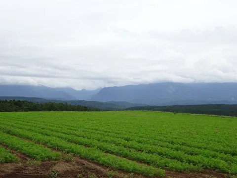 白神山地のふもとの高台に広がるニンジン畑の様子