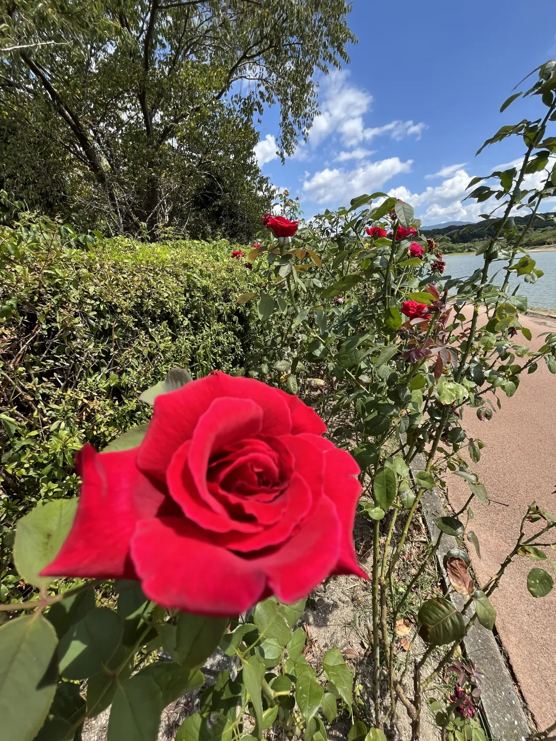 駕与丁(かよいちょう)公園の薔薇の写真