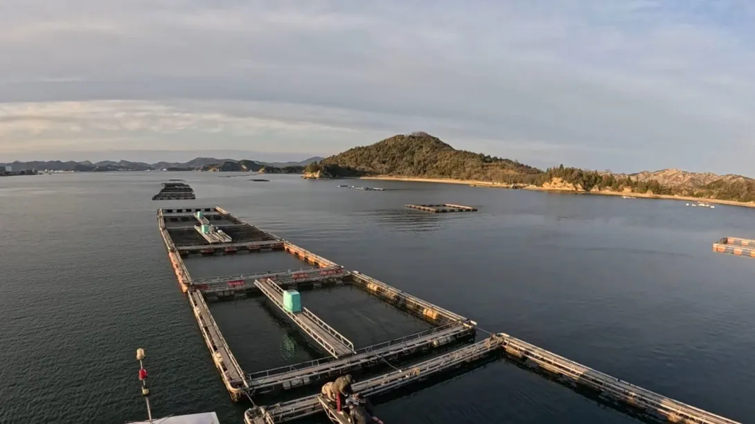 直島の養殖用小割の様子